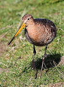 Black-tailed Godwit