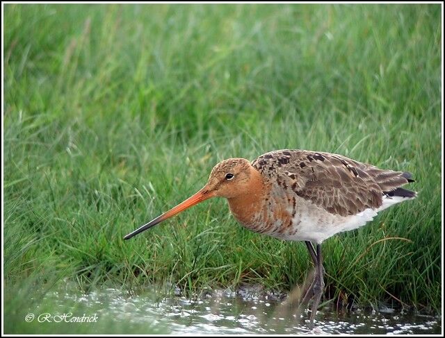 Black-tailed Godwit