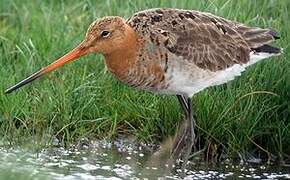 Black-tailed Godwit