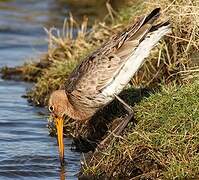 Black-tailed Godwit