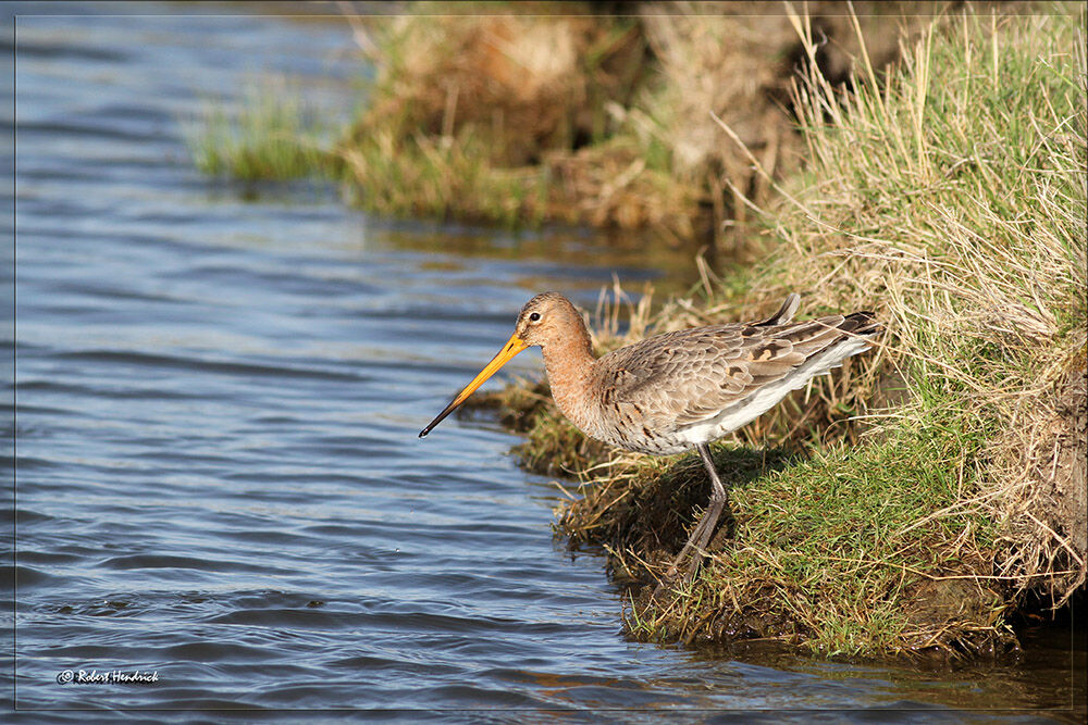 Black-tailed Godwit