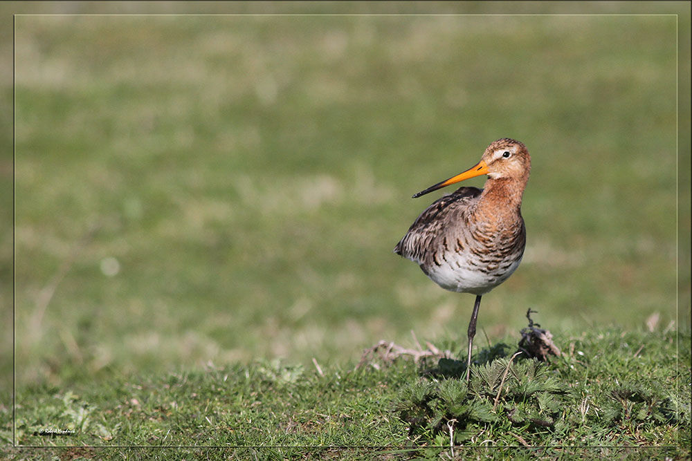 Black-tailed Godwit