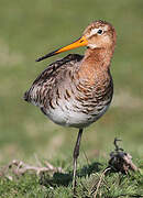 Black-tailed Godwit