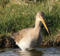 Black-tailed Godwit