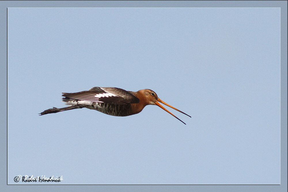 Black-tailed Godwit