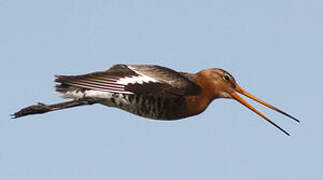 Black-tailed Godwit