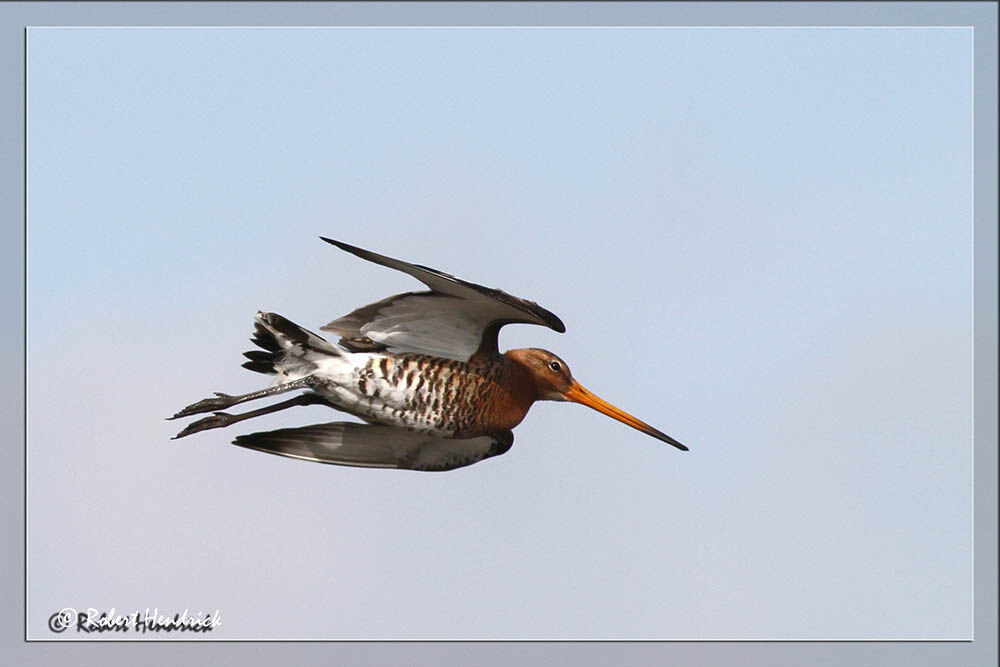 Black-tailed Godwit