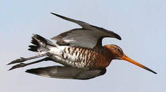 Black-tailed Godwit