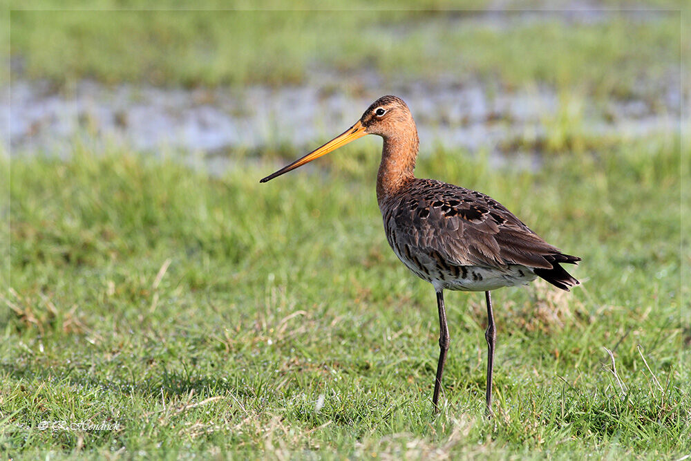 Black-tailed Godwit