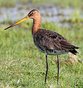 Black-tailed Godwit