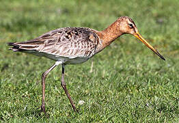 Black-tailed Godwit