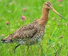 Black-tailed Godwit