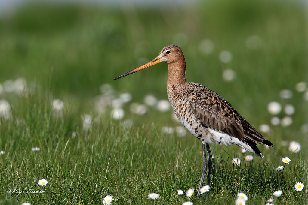 Black-tailed Godwit