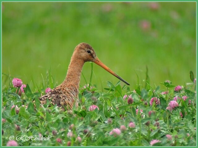 Black-tailed Godwit