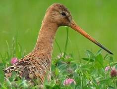 Black-tailed Godwit