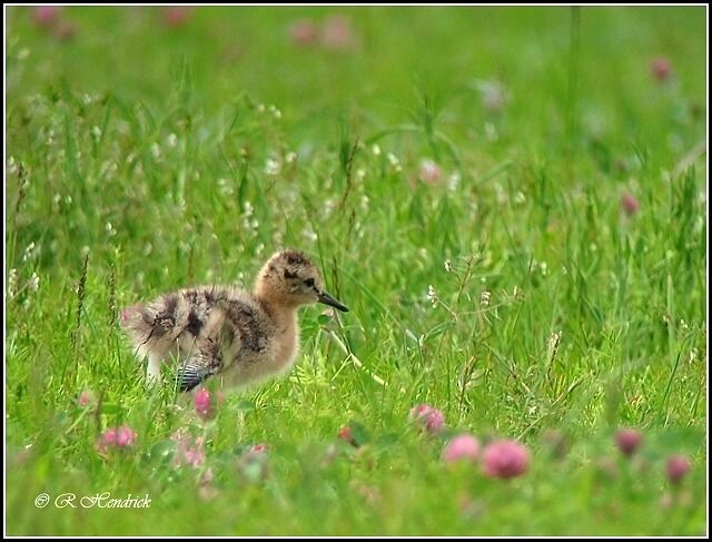 Black-tailed Godwit