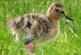 Black-tailed Godwit