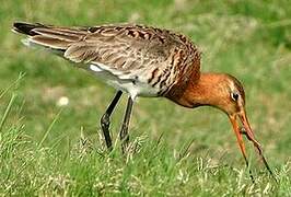 Black-tailed Godwit