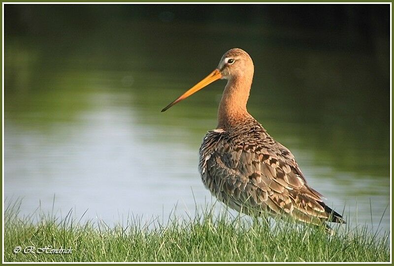 Black-tailed Godwit