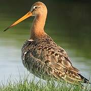 Black-tailed Godwit