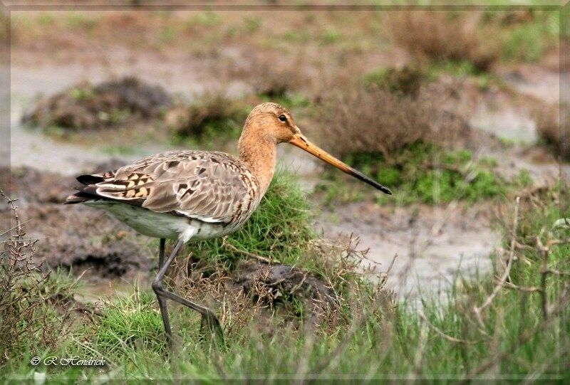 Black-tailed Godwit