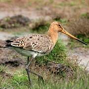 Black-tailed Godwit