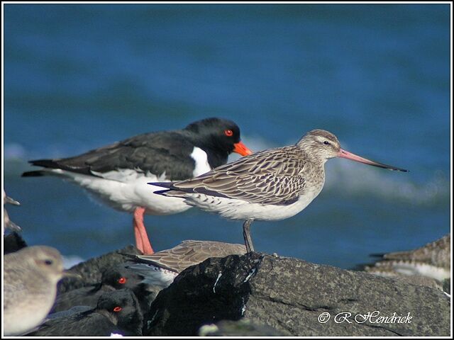 Bar-tailed Godwit