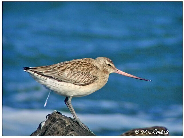 Bar-tailed Godwit