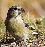 Red Crossbill