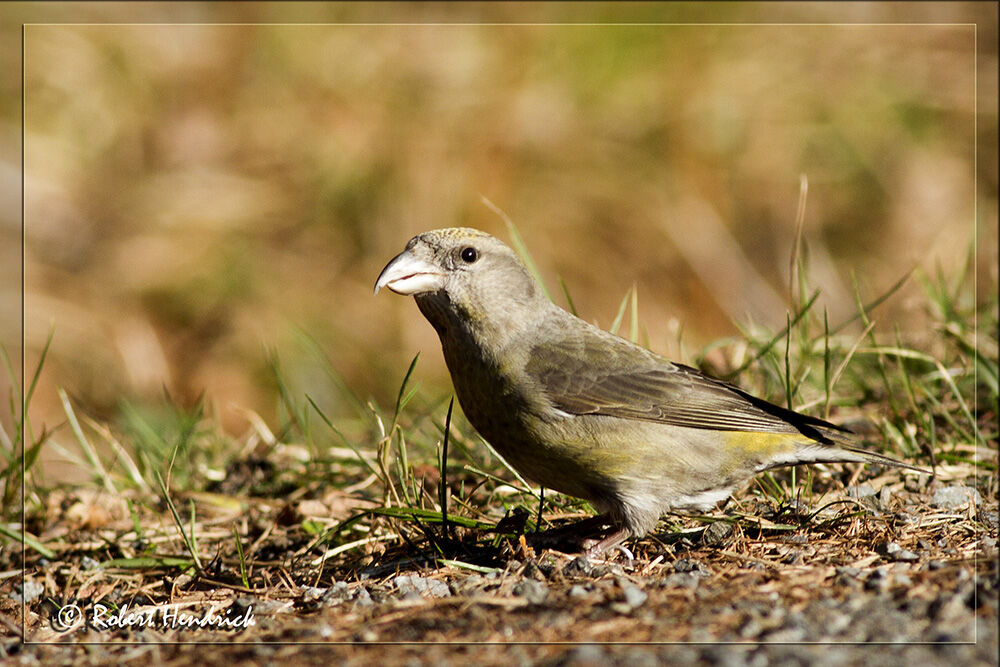 Red Crossbill