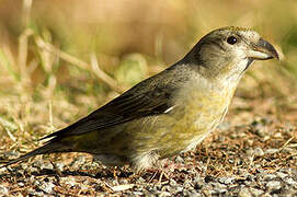 Red Crossbill