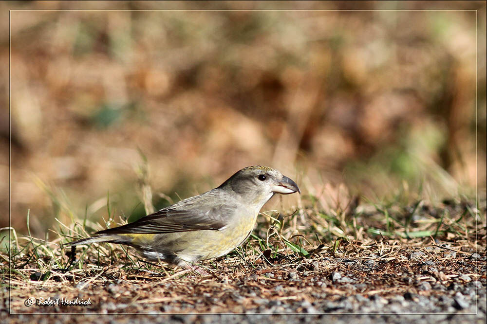 Red Crossbill