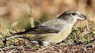 Red Crossbill