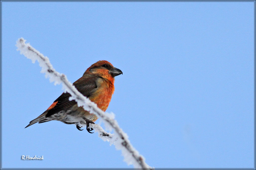 Red Crossbill