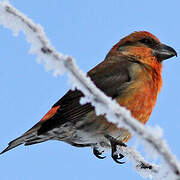 Red Crossbill