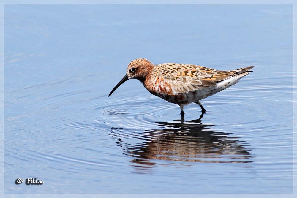 Curlew Sandpiper