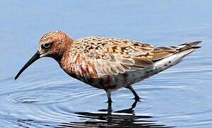 Curlew Sandpiper