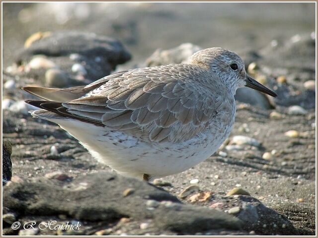 Red Knot