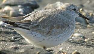 Red Knot