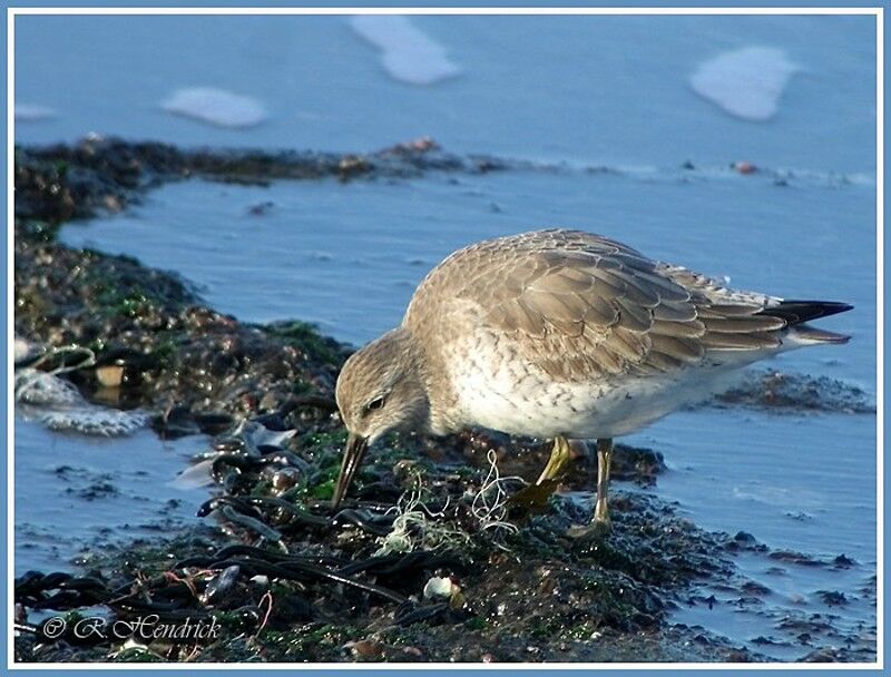 Red Knot