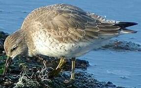 Red Knot