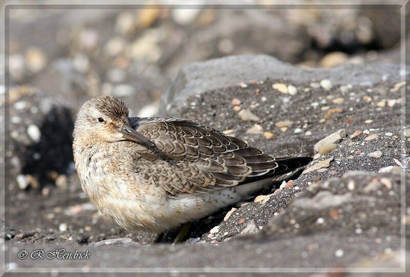 Red Knot