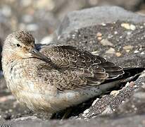 Red Knot