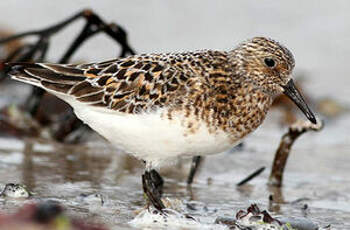 Bécasseau sanderling