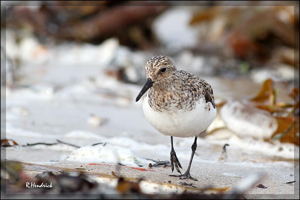 Sanderling