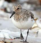 Bécasseau sanderling