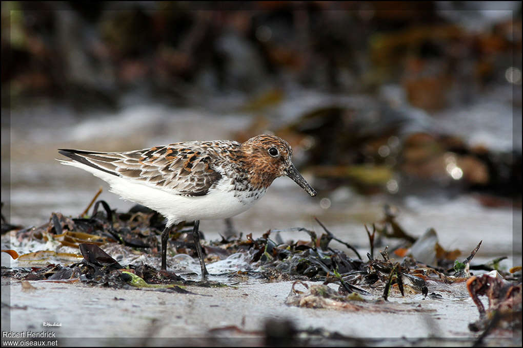 Sanderlingadult breeding, habitat