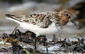 Bécasseau sanderling