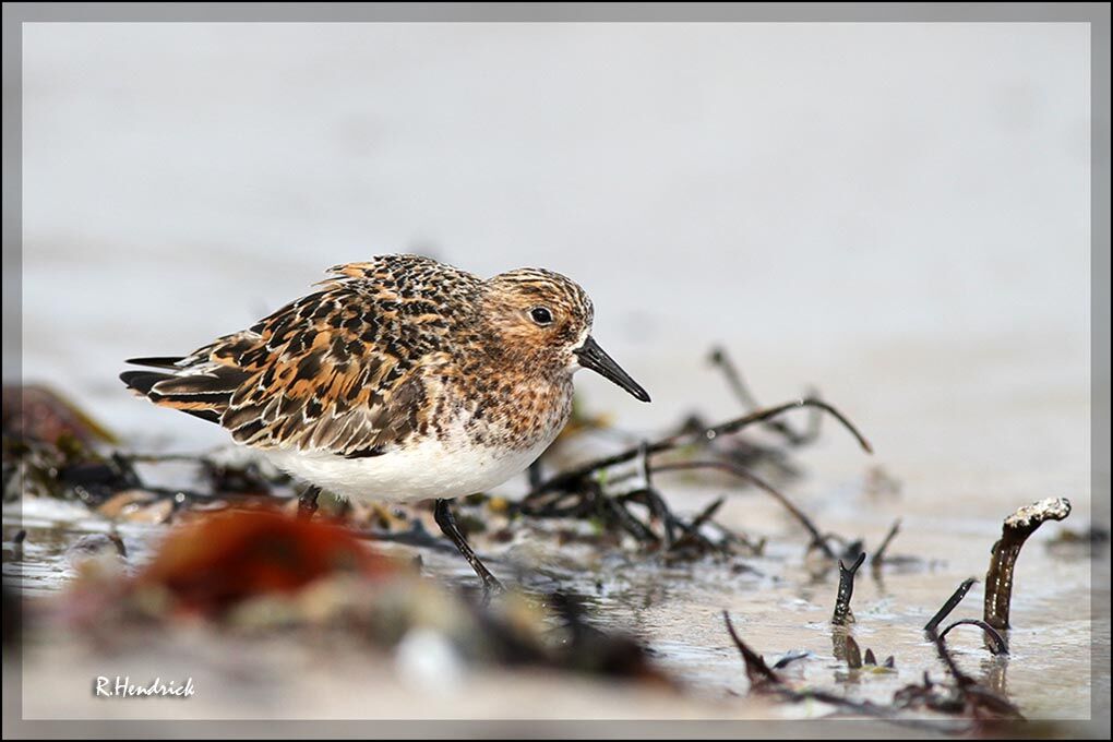 Bécasseau sanderling