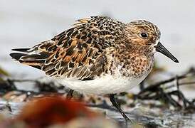 Bécasseau sanderling